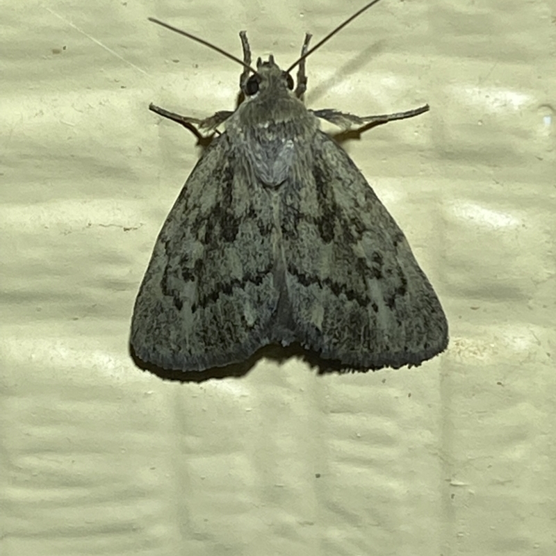 Heliocheilus cistella