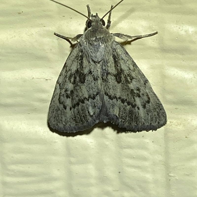 Heliocheilus cistella