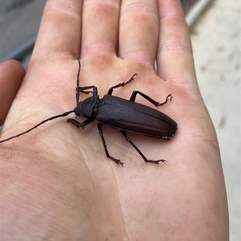 Cnemoplites (genus)
