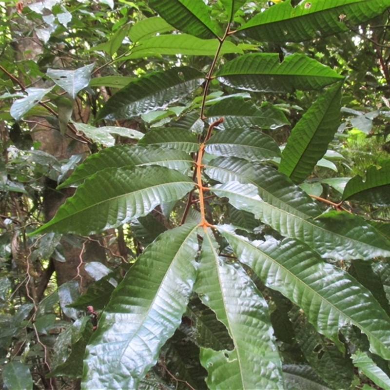 Aglaia ferruginea