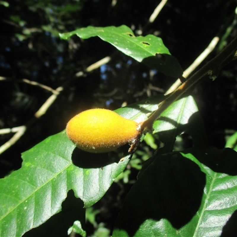 Aglaia ferruginea
