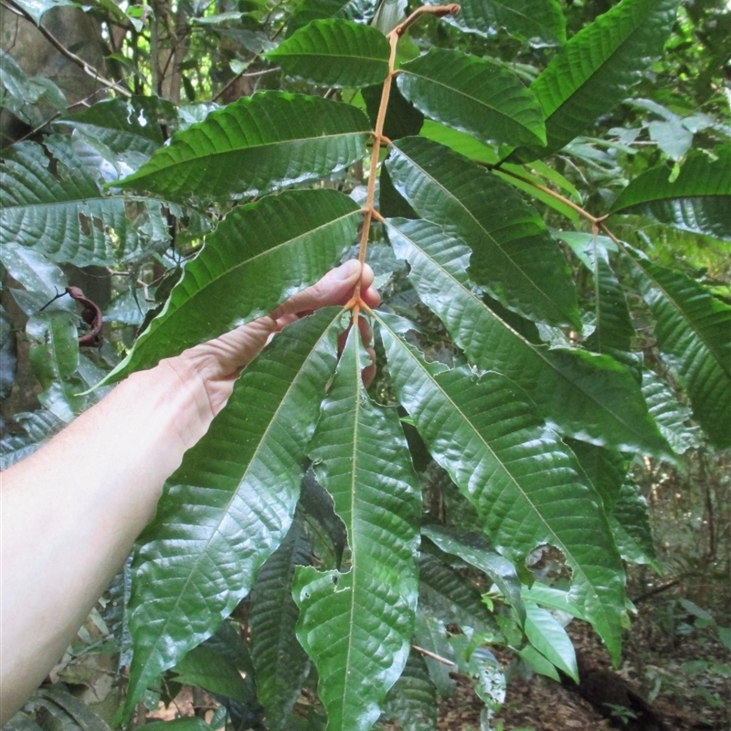 Aglaia ferruginea