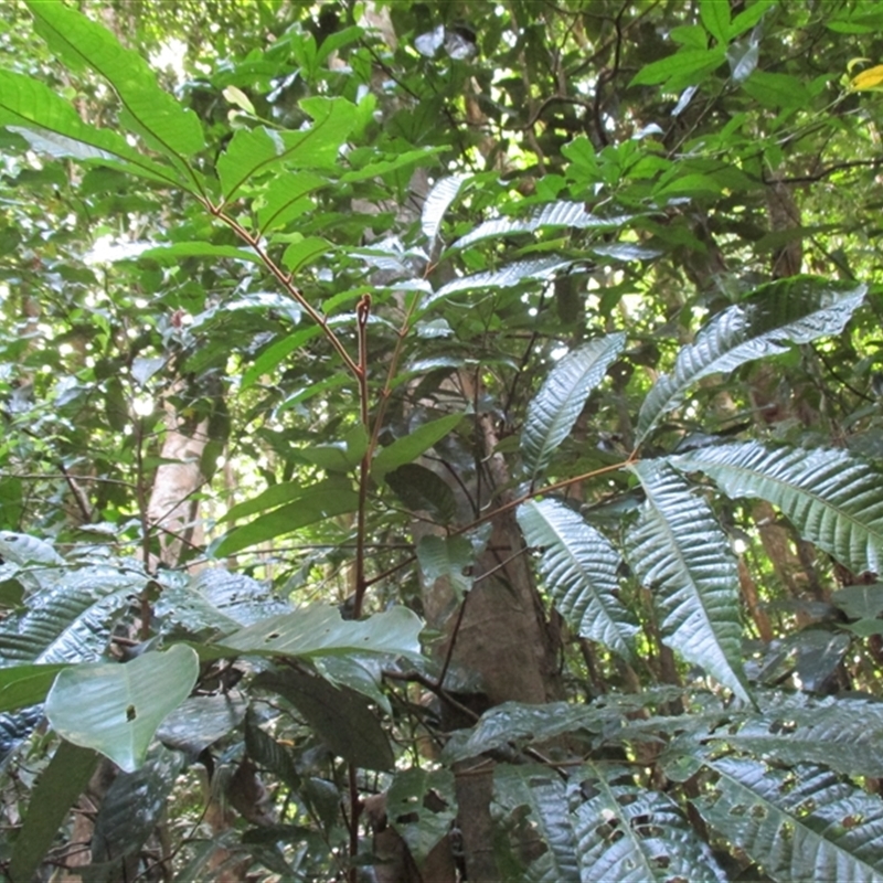 Aglaia ferruginea
