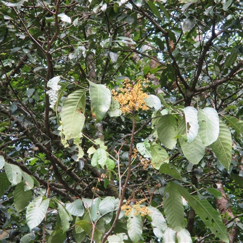 Aglaia sapindina