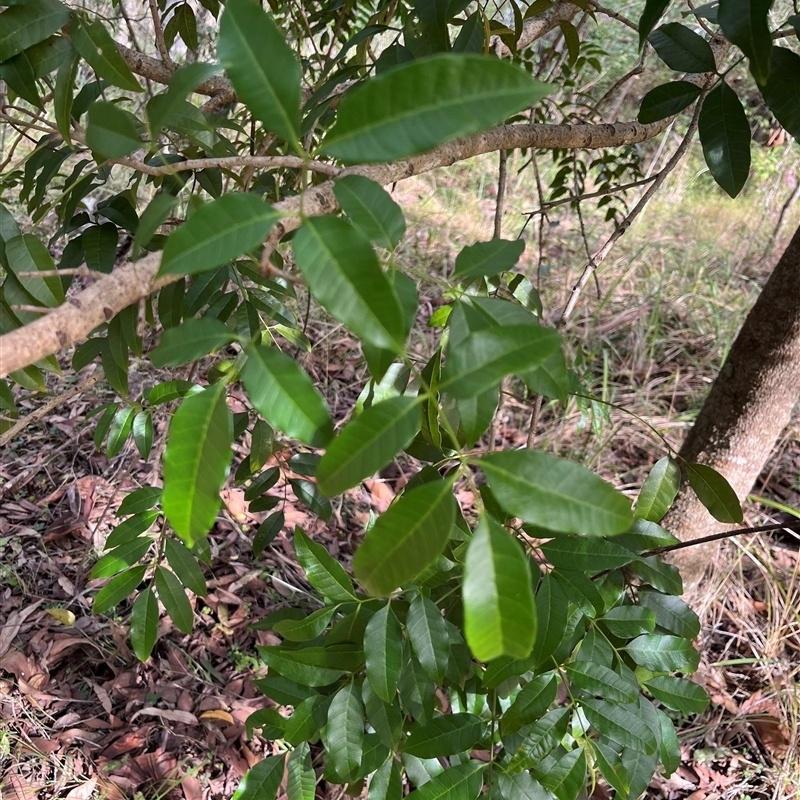 Didymocheton fraserianus