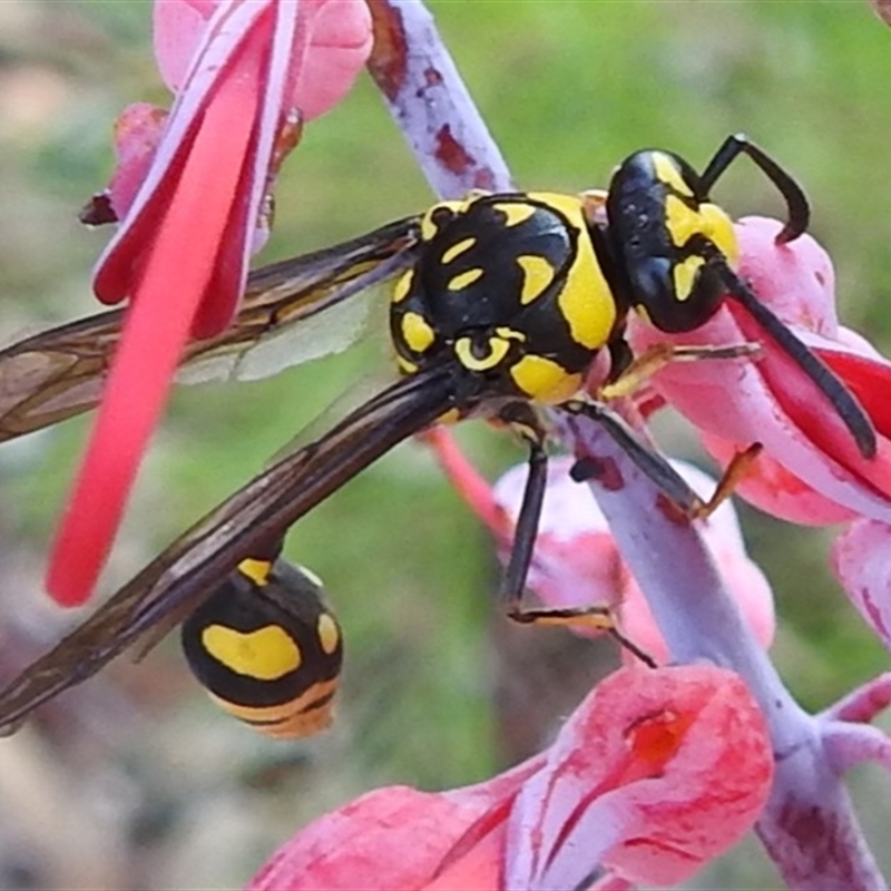 Phimenes arcuatus