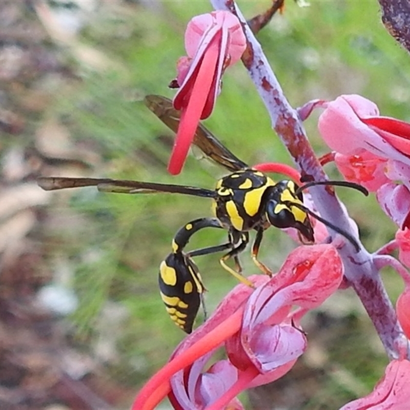 Phimenes arcuatus