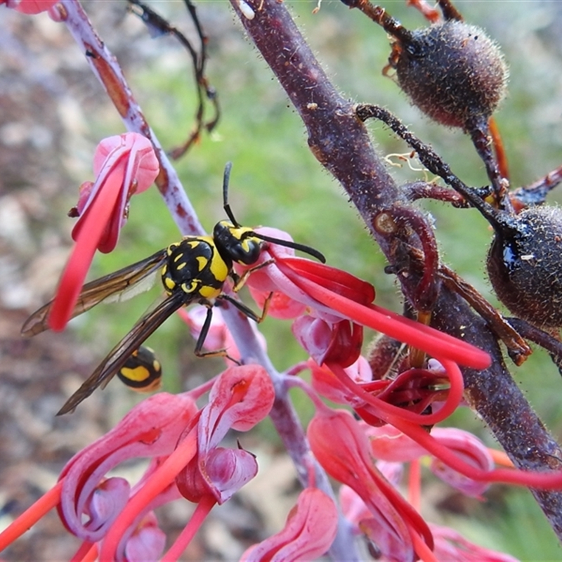 Phimenes arcuatus