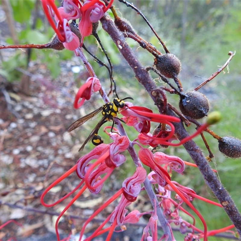 Phimenes arcuatus