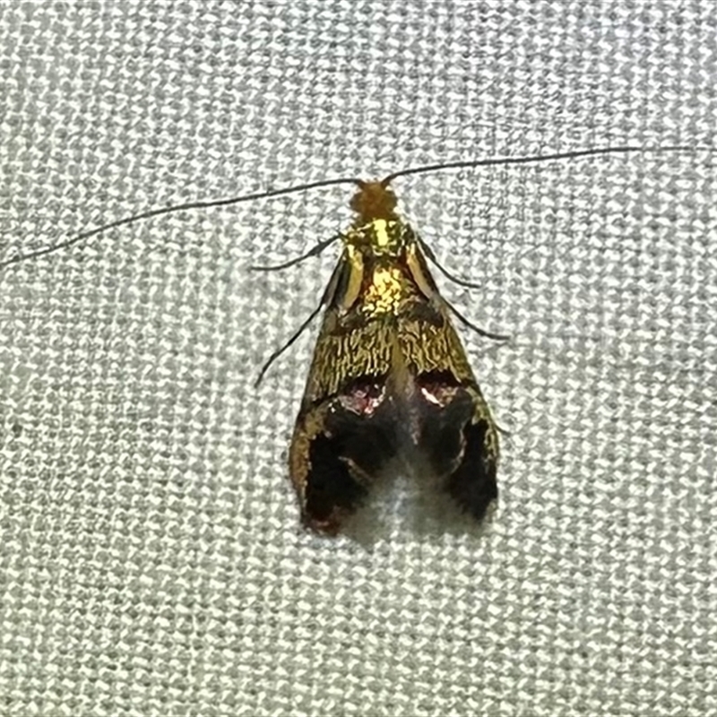 Nemophora opalina