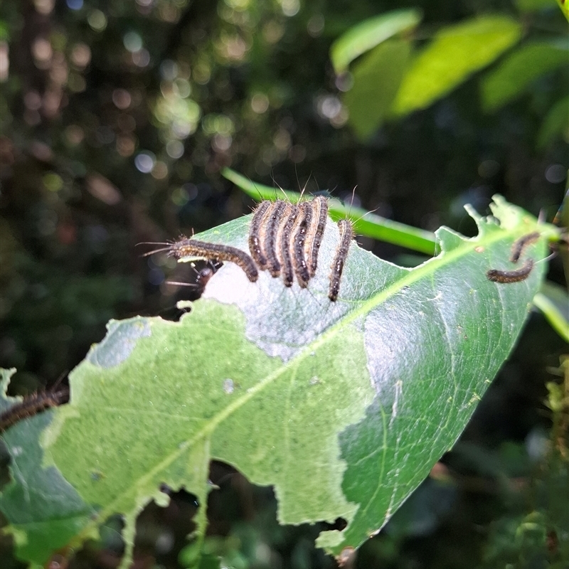 Epicoma IMMATURE (genus)