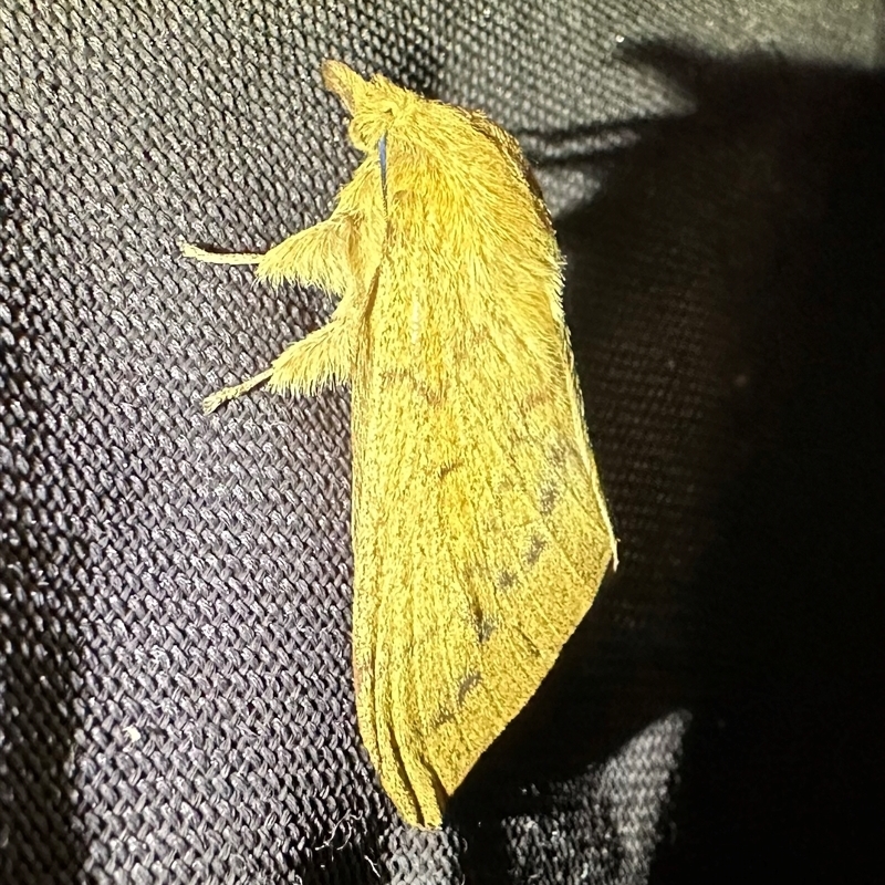 Entometa guttarilis