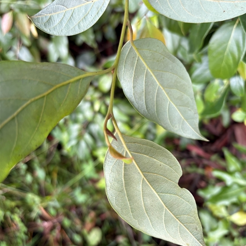 Cryptocarya rigida