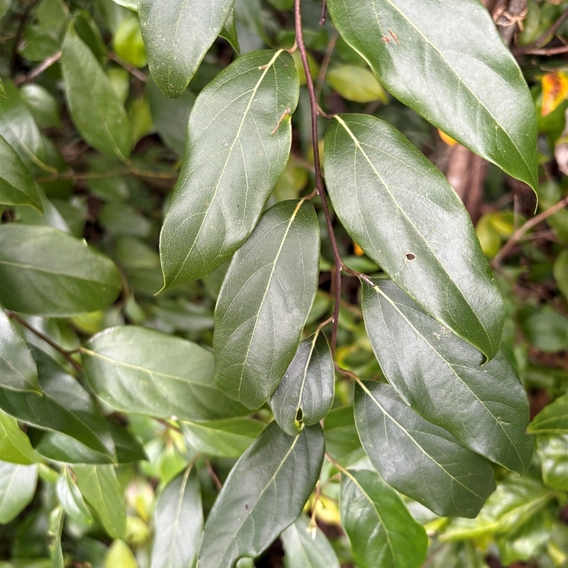 Cryptocarya rigida
