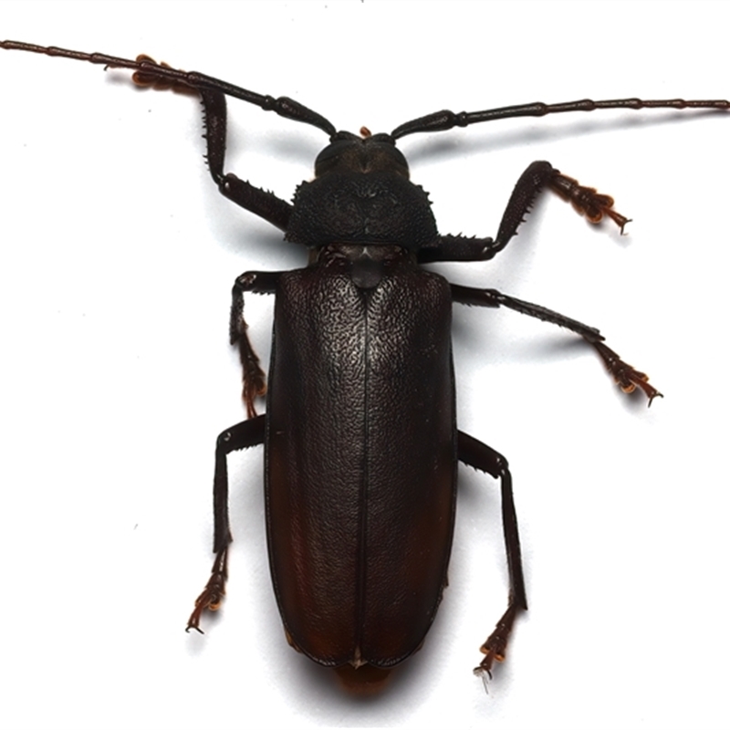 Macrotomini (tribe)