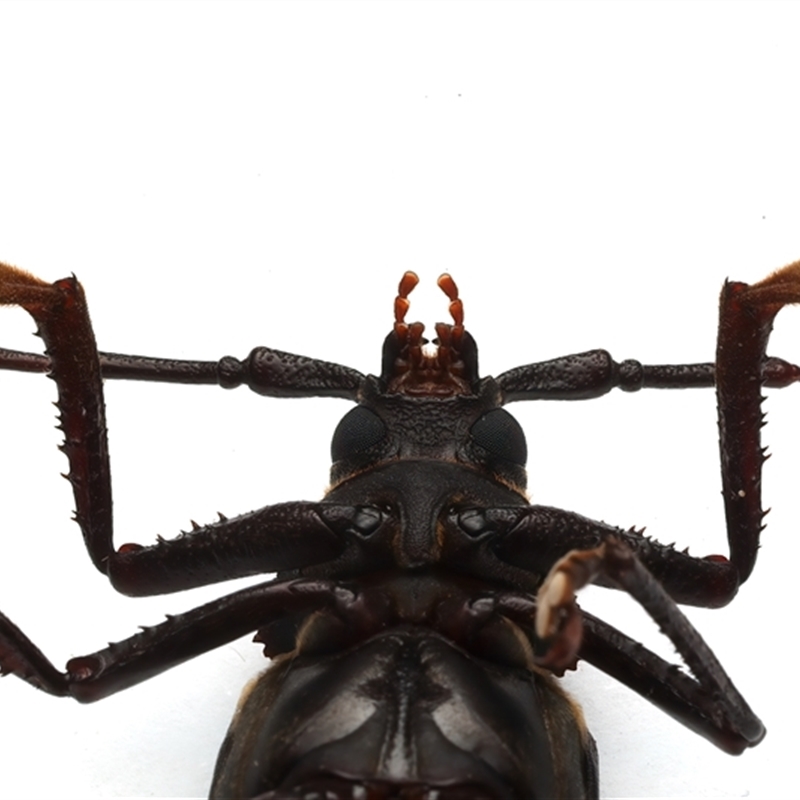 Macrotomini (tribe)
