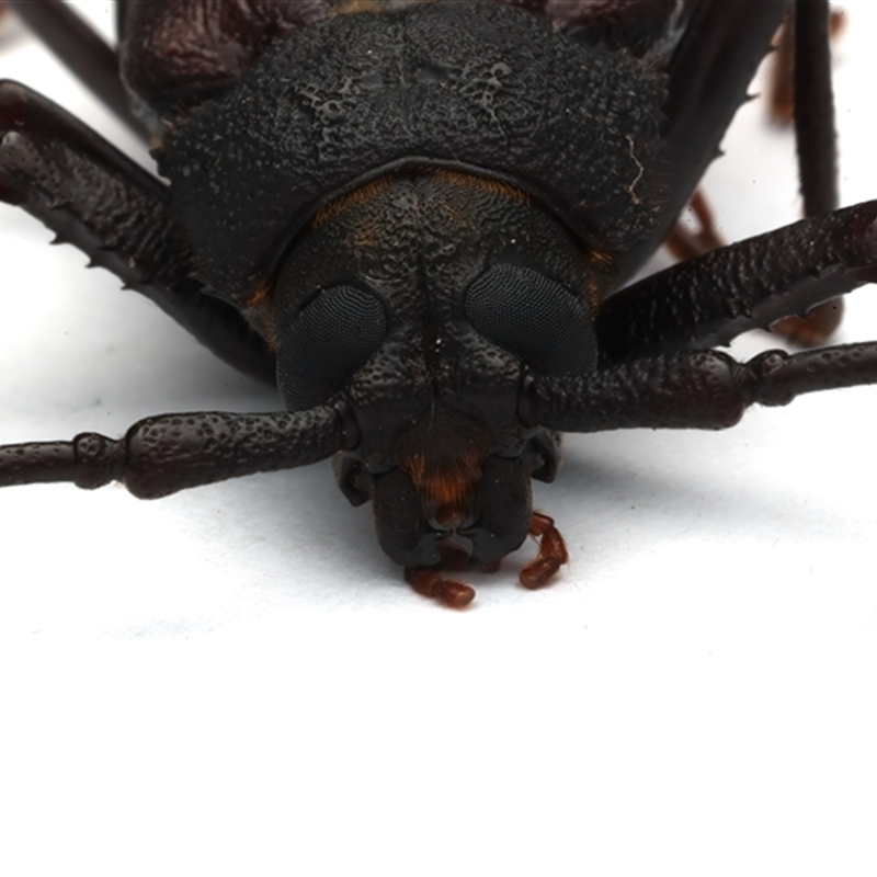 Macrotomini (tribe)