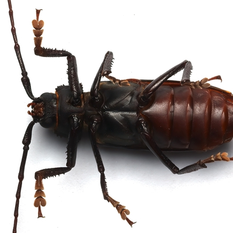 Macrotomini (tribe)