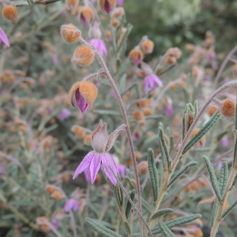 Lysiosepalum involucratum
