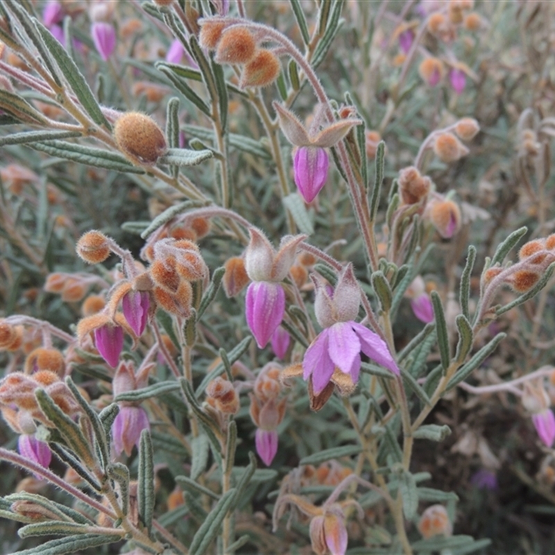 Lysiosepalum involucratum