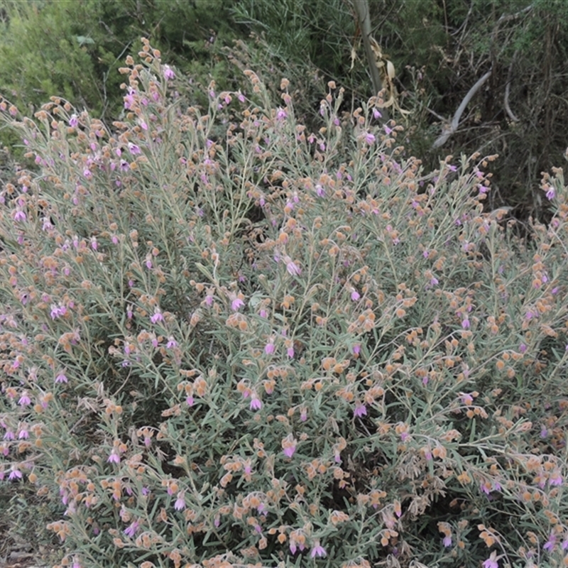 Lysiosepalum involucratum