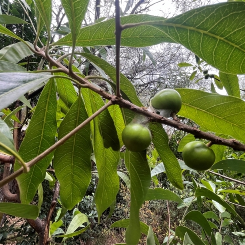 Planchonella pohlmaniana