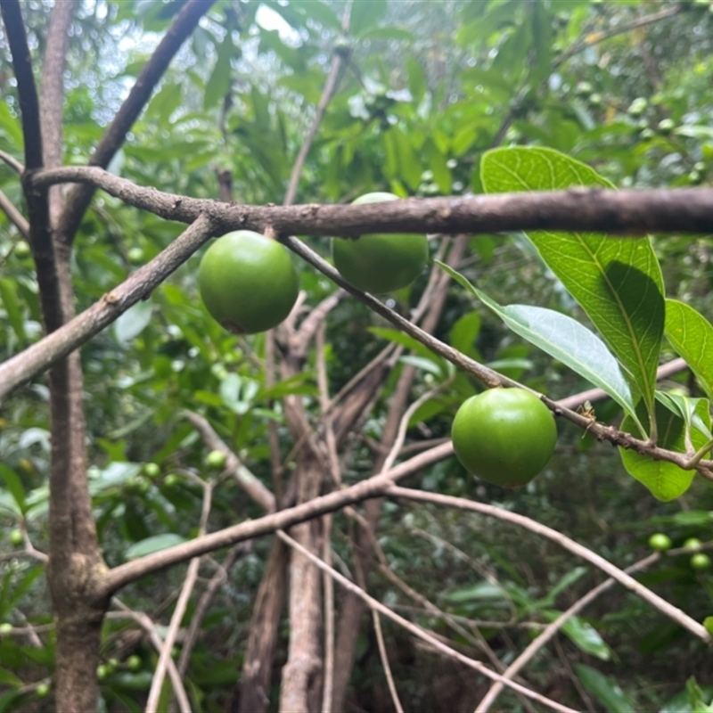 Planchonella pohlmaniana