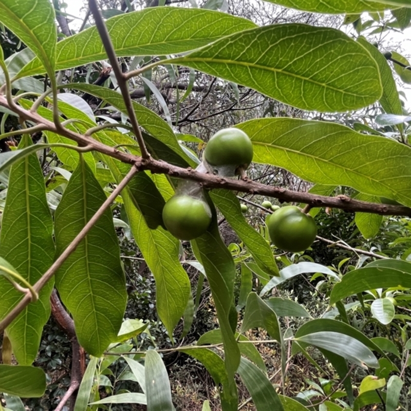 Planchonella pohlmaniana