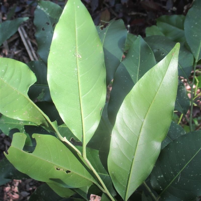 Dysoxylum latifolium