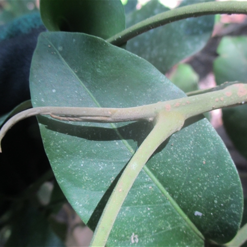 Dysoxylum latifolium