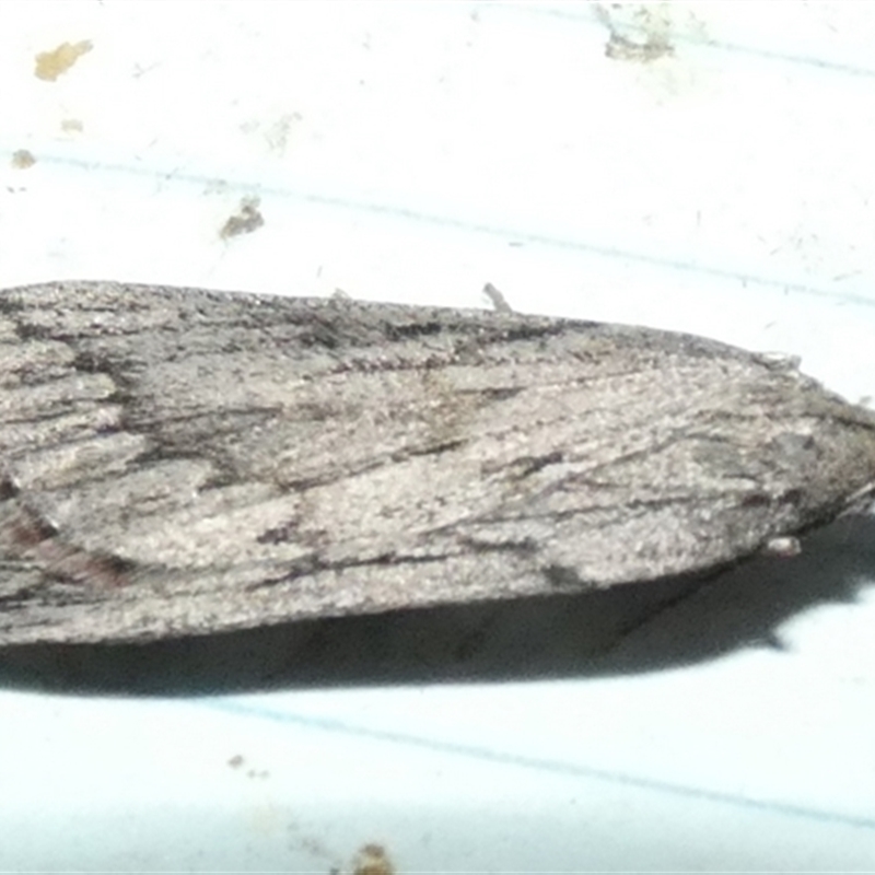 Rhynchopsota rhyncophora