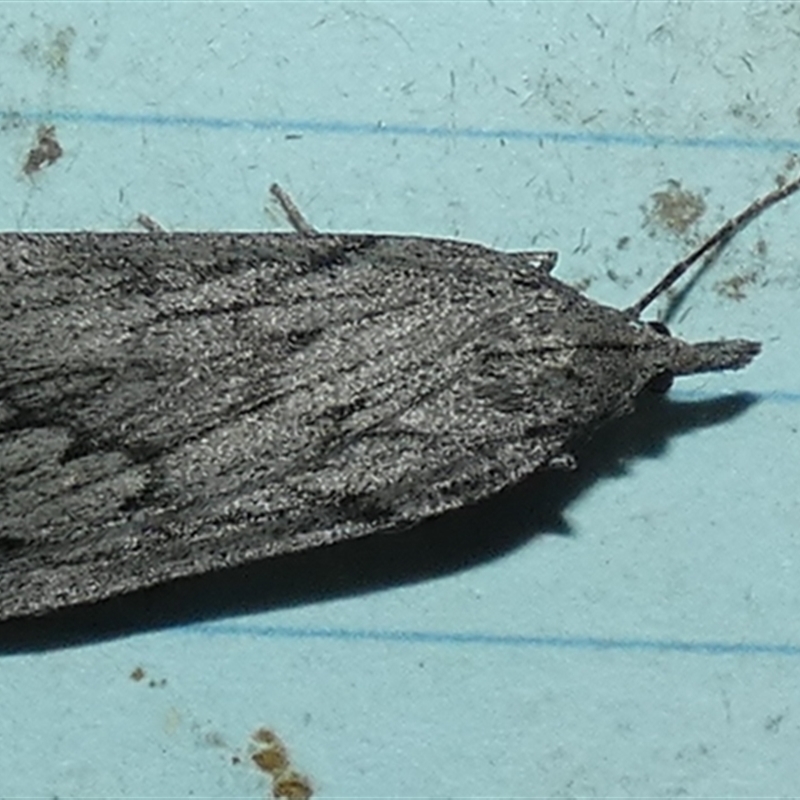Rhynchopsota rhyncophora