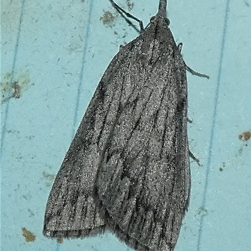 Rhynchopsota rhyncophora
