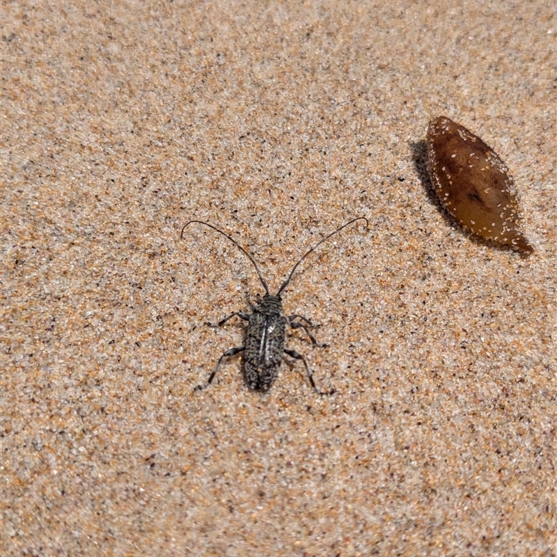 Disterna annulata