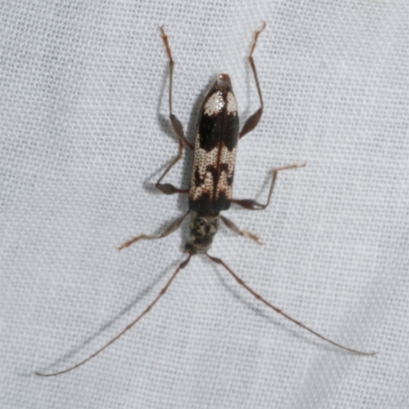 Coptocercus undulatus