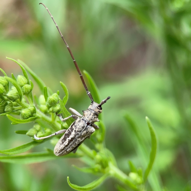 Acalolepta argentata