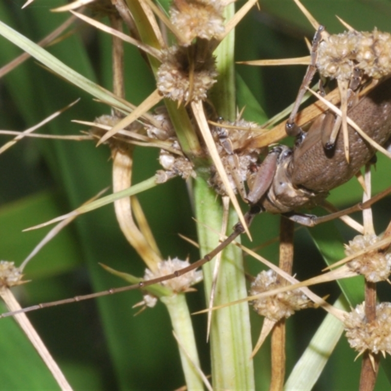 Acalolepta mixta
