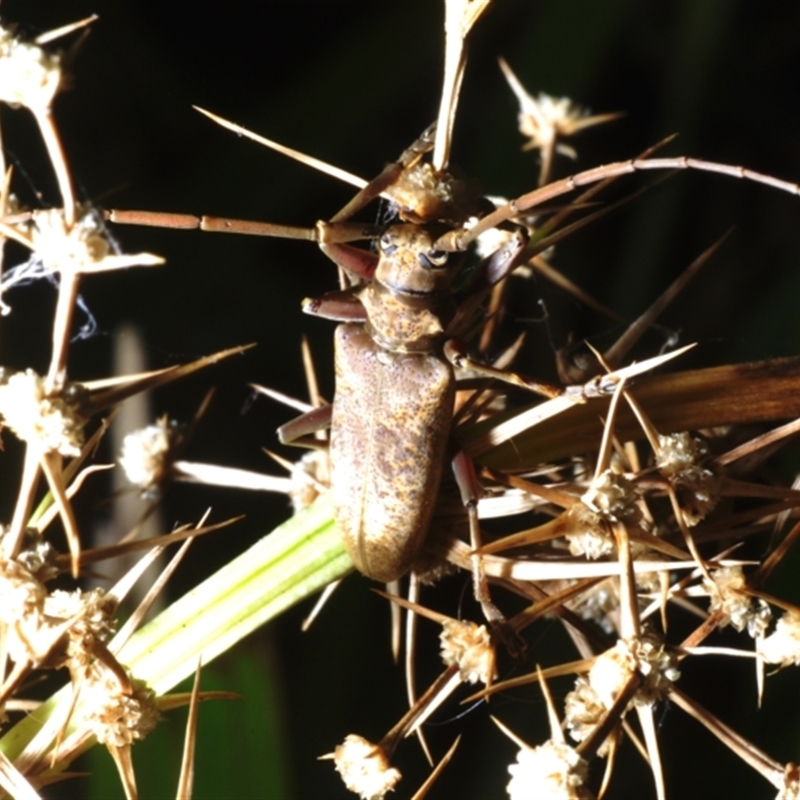 Acalolepta mixta