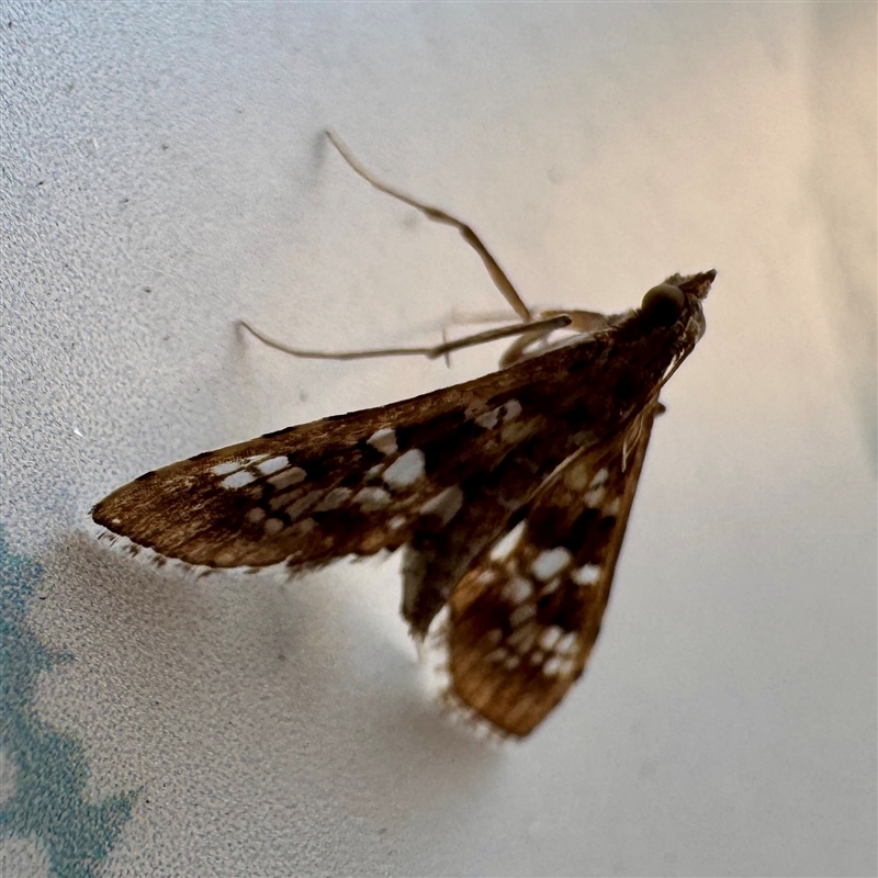 Sameodes cancellalis