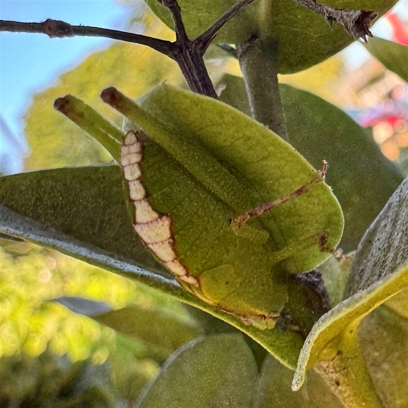 Caedicia pictipes