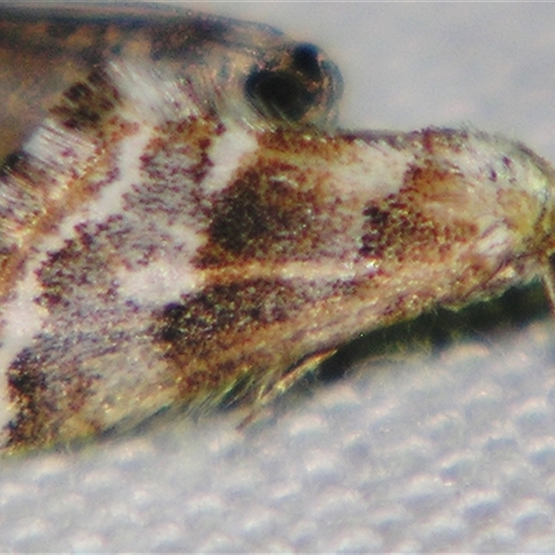 Anomocentris trissodesma
