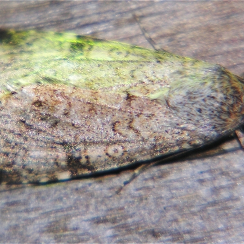 Spodoptera exempta