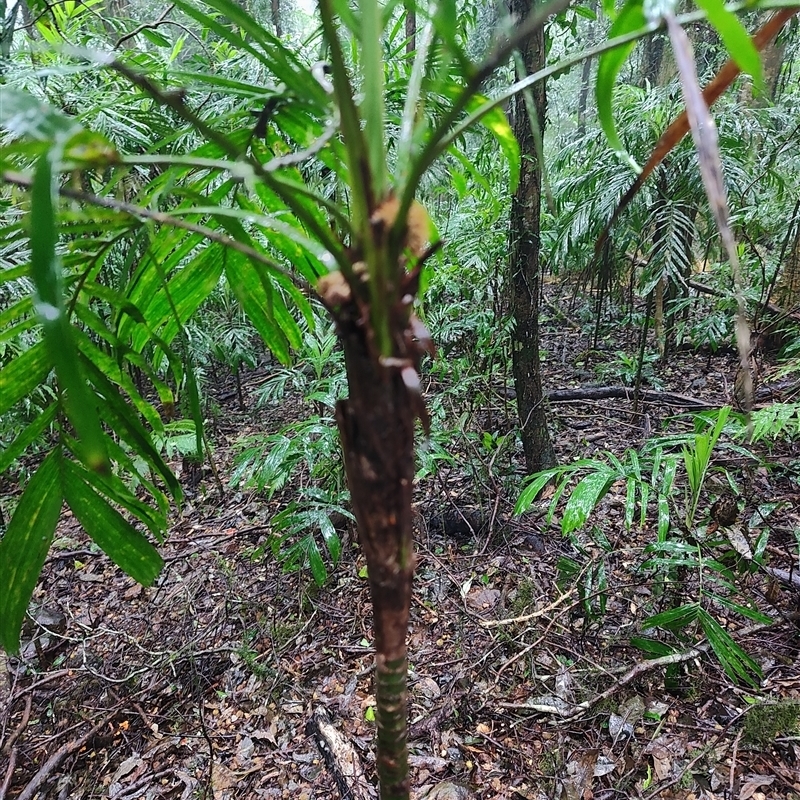 Linospadix monostachyos