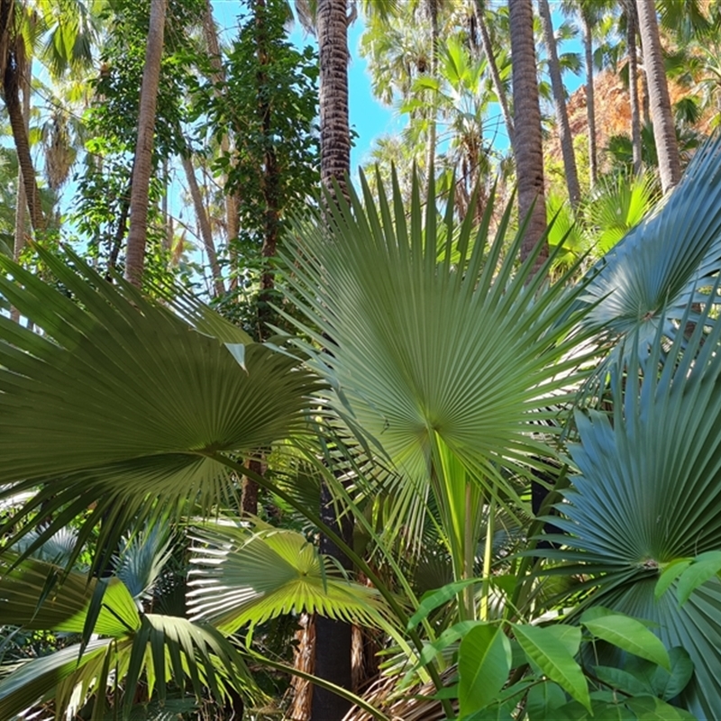Livistona sp.