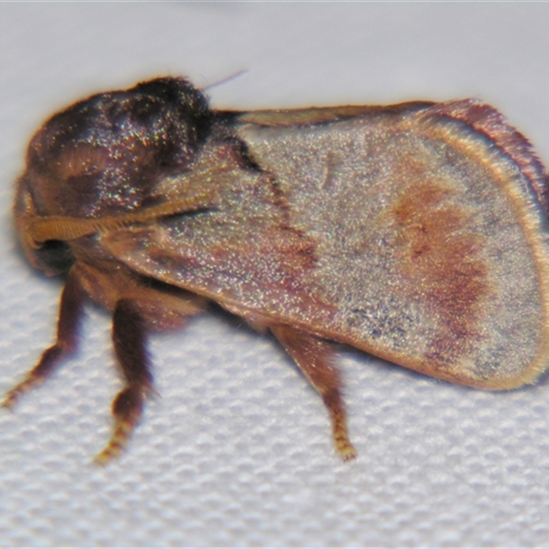 Eloasa symphonistis