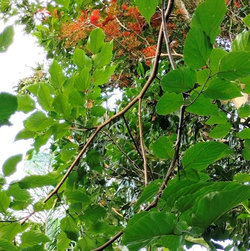 Stenocarpus sinuatus