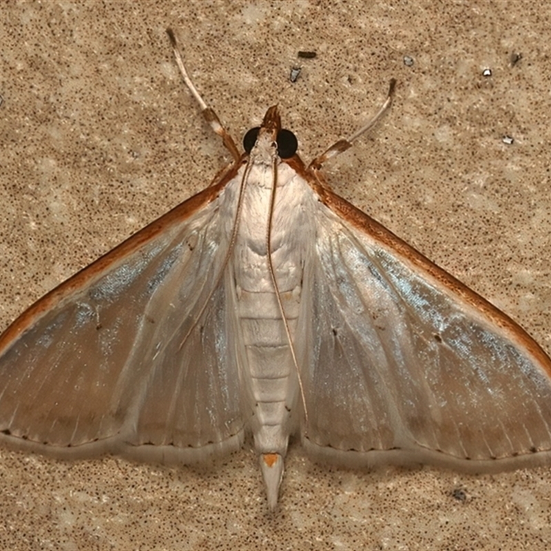 Palpita pratti