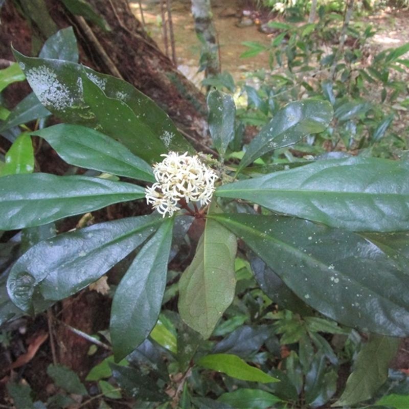 Pittosporum trilobum