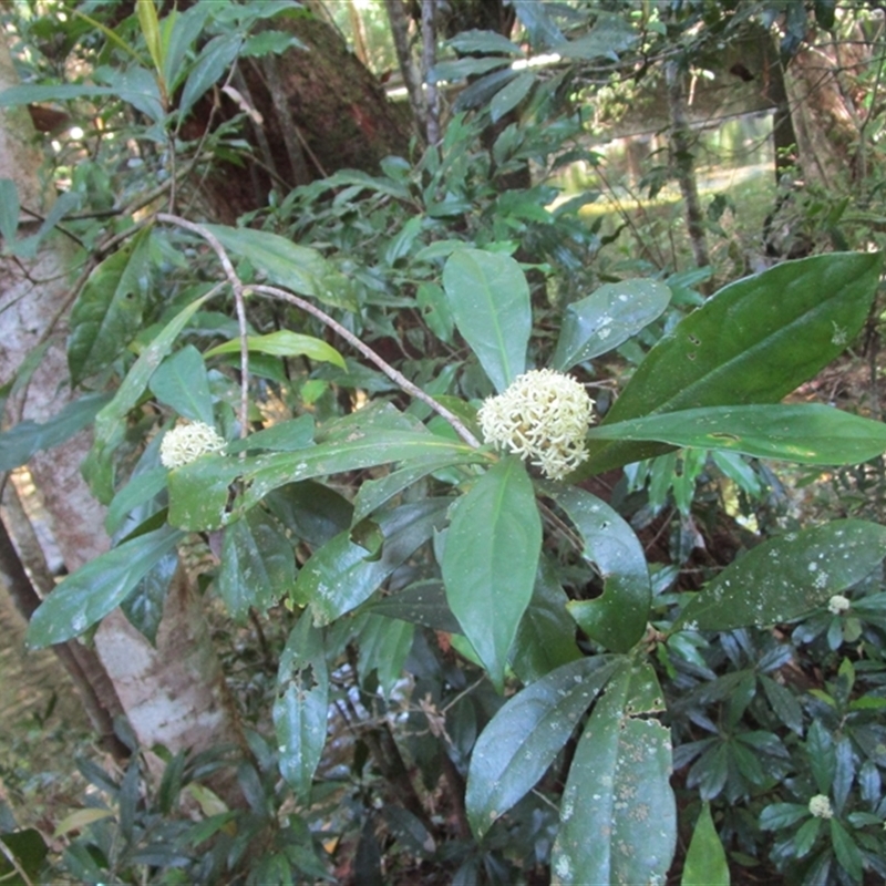 Pittosporum trilobum