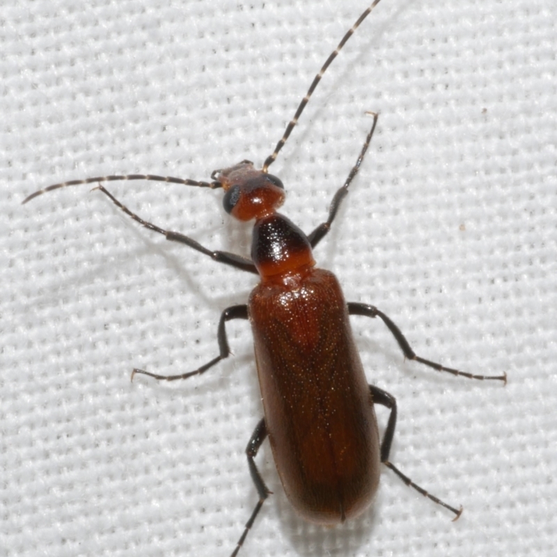 Australozonitis (genus)